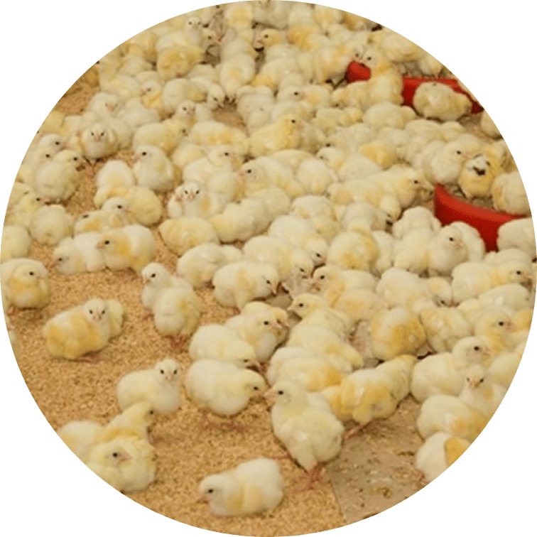 Day Old Chicks